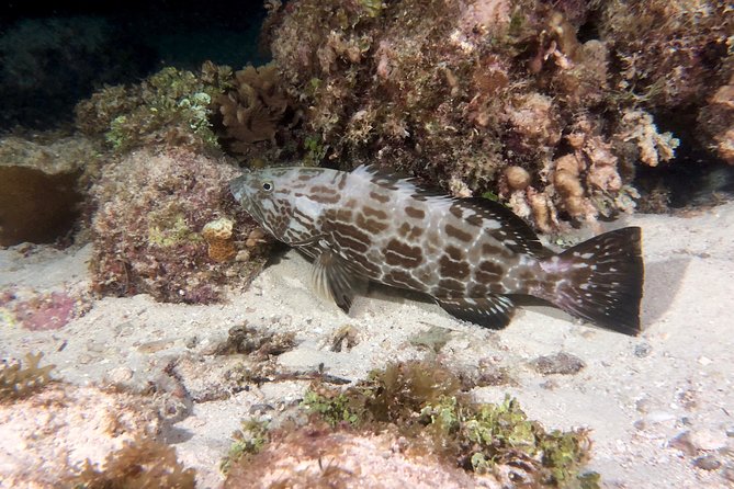 No Experience Required to Discover Scuba in Florida - Health and Safety Guidelines