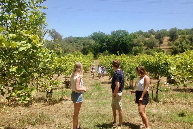 Noto Organic Farm Tour and Lunch or Dinner  - Sicily - Collaborative Meal Preparation