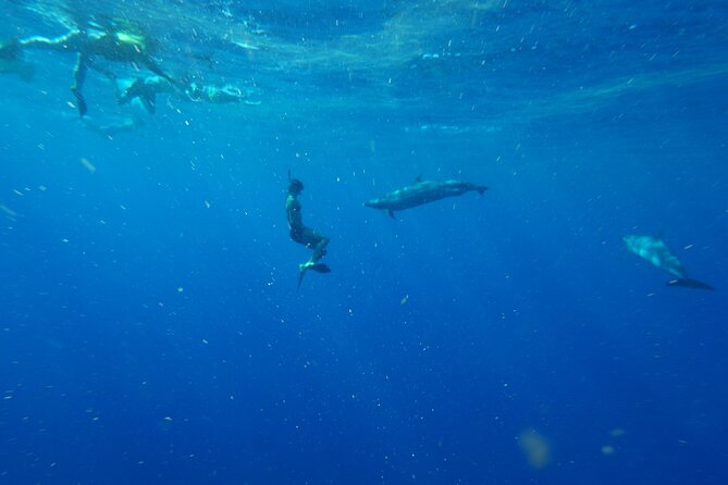 Oahu: 3-Hour Dolphin Swim and Snorkeling Speedboat Tour - Highlights and Expectations