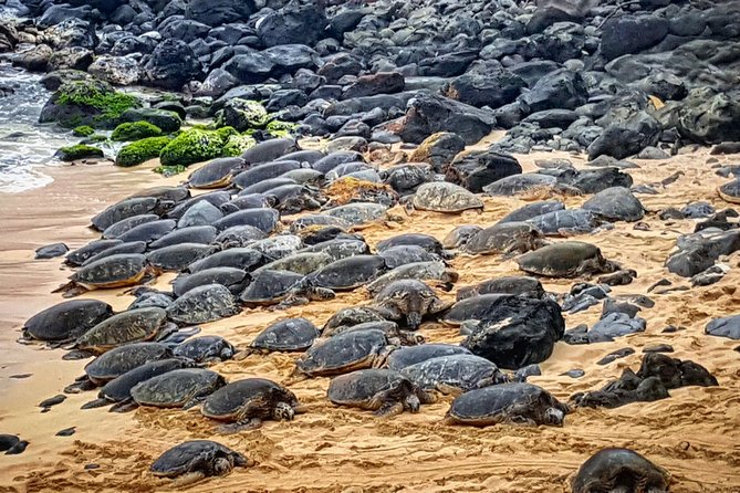 Oahu to Maui 1 Day Trip : Road to Hana Day Trip From Oahu With Air Ticket - Review Highlights and Feedback