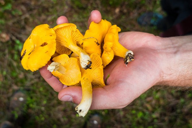 Off-Trail Nature Stockholm Hike - Guide Expertise and Knowledge