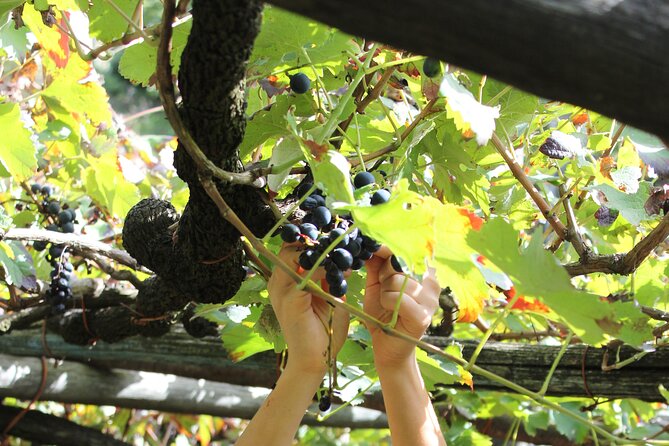 Official Ape Car & Wine Tasting - Amalfi Coast - Experience Highlights