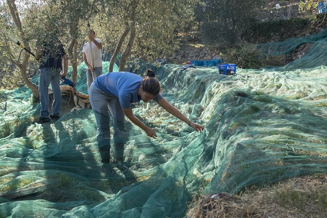Olive Oil Private Tour in Portugal - Additional Information