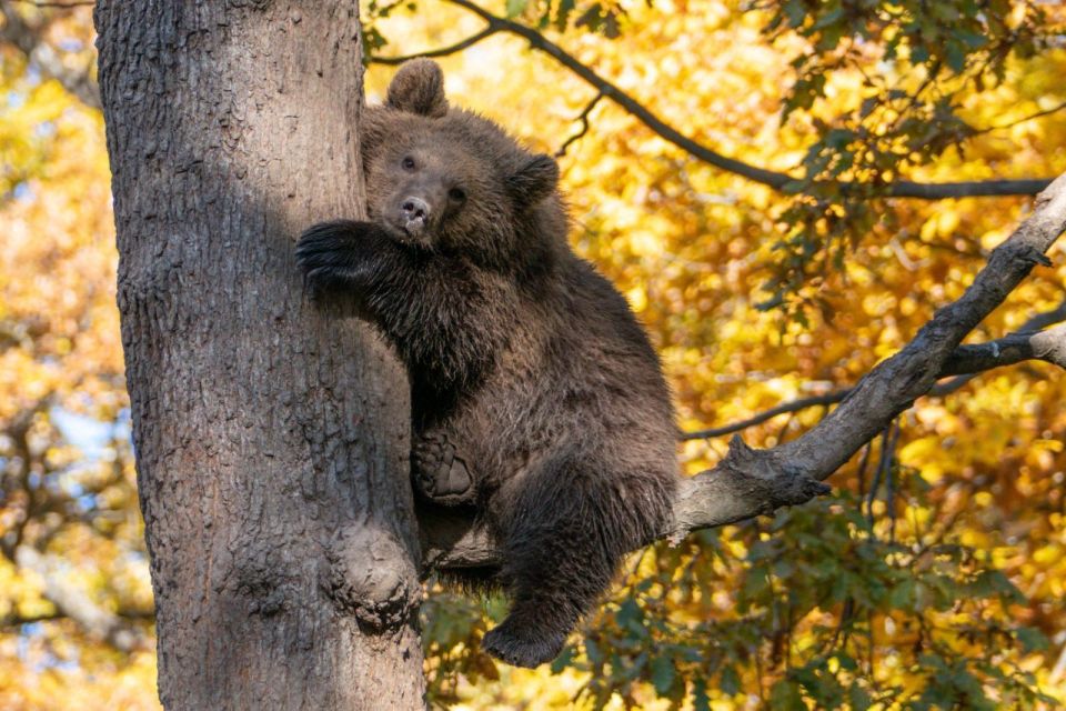 One Day Trip Bear Sanctuary, Dracula Castle - Bear Sanctuary Highlights