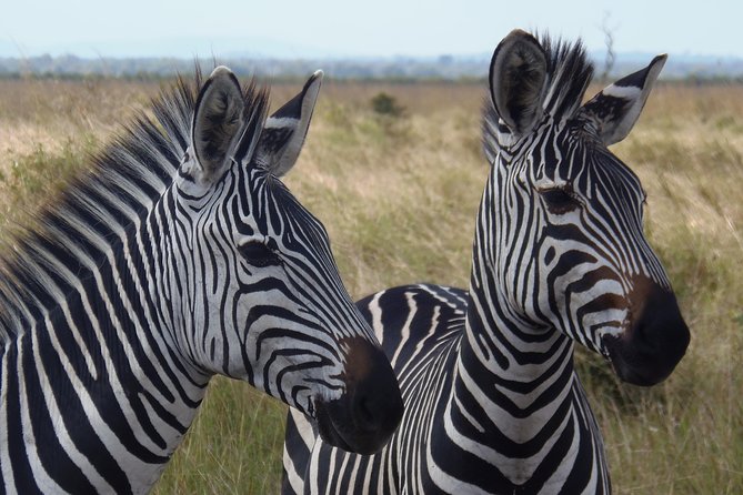 One Day Wildlife Safari in Mikumi National Park - Park Features and Landscape