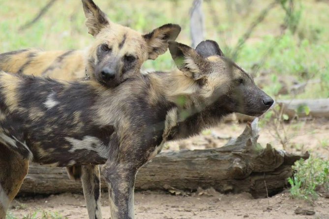Open Vehical Safari in Kruger National Park Half Day - Wildlife Sightings and Photography
