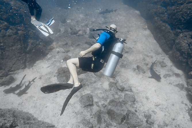 Open Water Diver Certification OWD - Close Encounters With Wildlife