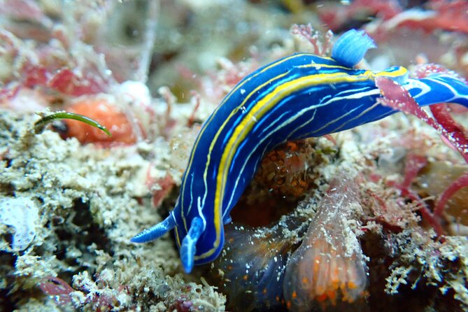 Open Water Diver Course in Arrabida Natural Park (Near Lisbon) - Experienced Instructors