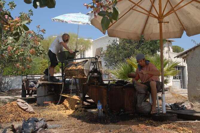 Organic Pistachio Orchard Tour - The Pistachio Harvesting Process