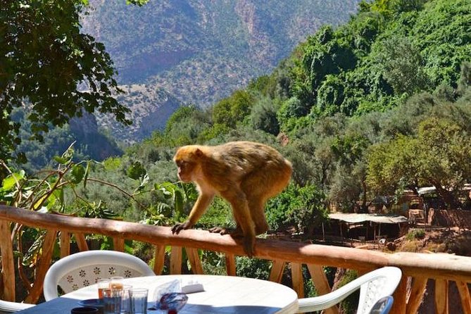 Ouzoud Waterfall & Middle Atlas Mountain Full-Day Tour From Marrakech - Exploring Ouzoud Waterfall