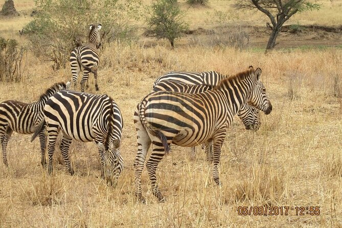 Overnight Private Safari to Masai Mara National Reserve. - Visiting Masai Mara National Reserve