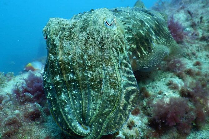 PADI Advanced Diving Course in Gran Canaria - Instructor Highlights