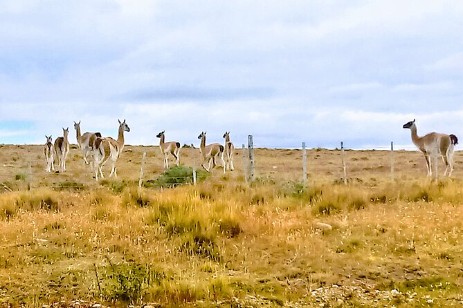 Pali Aike Full-Day Adventure From Punta Arenas - Parque Nacional Pali Aike