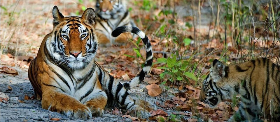 Panna and Pench Tiger Safari With Taj Mahal And Jaipur Tour - Wildlife Safari Experience