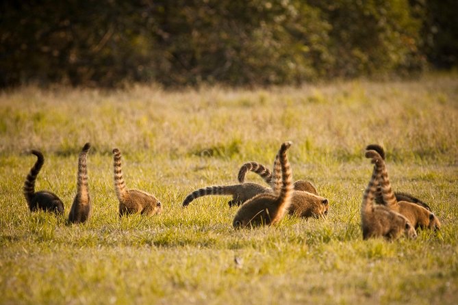 Pantanal & Bonito - Private Multi Day Tour - Pickup and Customization