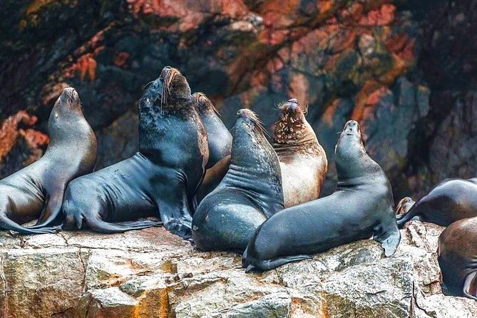 Paracas Reserve & Ballestas Islands Tour From Lima - Private Trip - Itinerary and Timing
