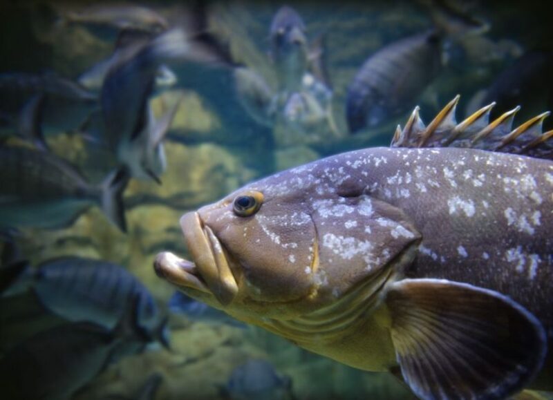 Paris: Aquarium Entry Ticket & Self-Guided Eiffel Tower Tour - Self-Guided Eiffel Tower Tour
