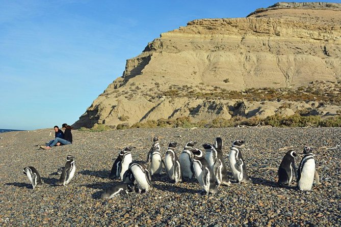 Patagonia Ranch and El Pedral Penguin Colony Tour From Puerto Madryn - Tour Inclusions