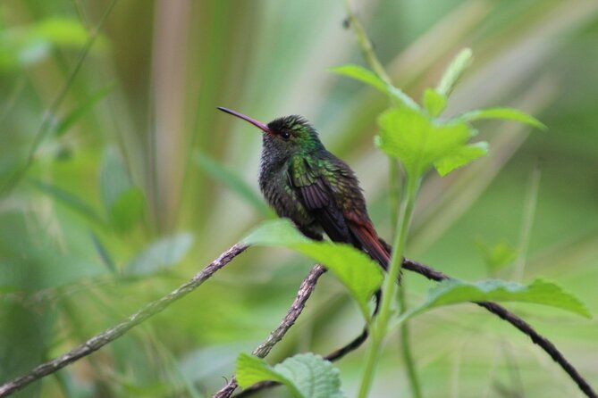 Personalized Private Tour Experience - Costa Rica - Arrival and Check-in