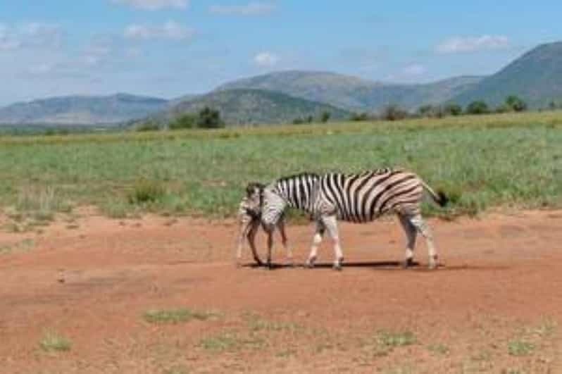 Pilanesberg : Guided Walk Trail - Experience Highlights