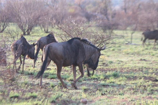 Pilanesberg Nature Reserve - Tour Details