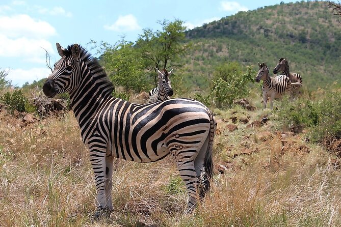 Pilanesberg Safari Open Vehicle Game Full Day - Pricing and Booking Details