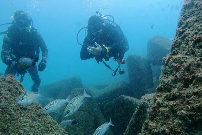 Pleasure Scuba Diving in Fujairah for Certified Diver - Discovering Marine Life in Fujairah
