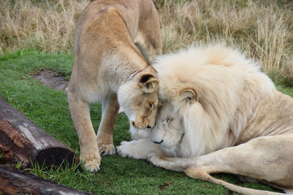 Plettenberg Bay: Cats in Conservation Full Day Tour - Wildlife Interaction and Learning