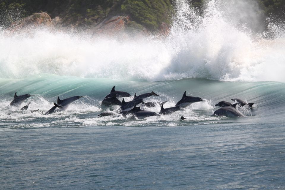 Plettenberg Bay: Dolphin and Marine Boat Tours - Encountering Marine Wildlife