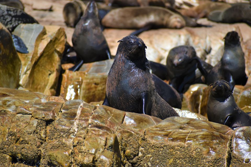 Plettenberg Bay: Seal Colony Viewing Excursion - Duration, Price, and Availability