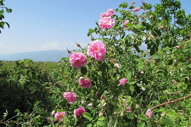 Plovdiv Private Full-Day Trip Including Kazanlak, Rose Valley - Seasonal Bloom Periods