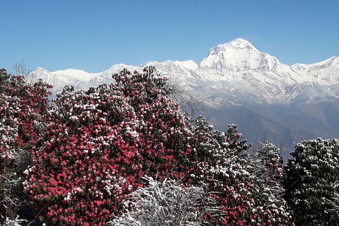 Pokhara: Poon Hill Ghorepani Short Trek - Day 2: Tadapani to Ghorepani