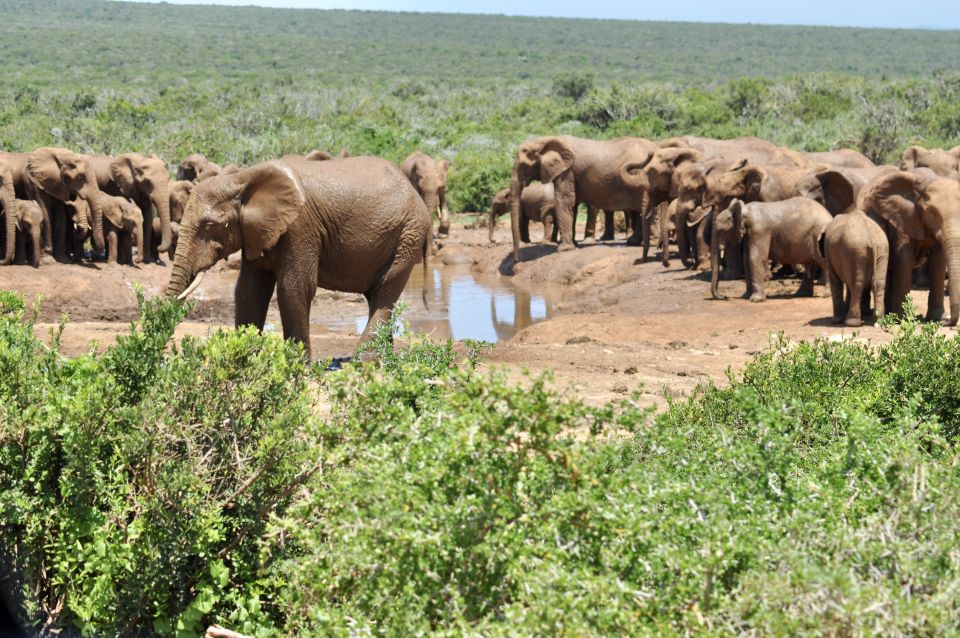 Port Elizabeth: Addo Elephant Park Full-Day Safari - Detailed Itinerary