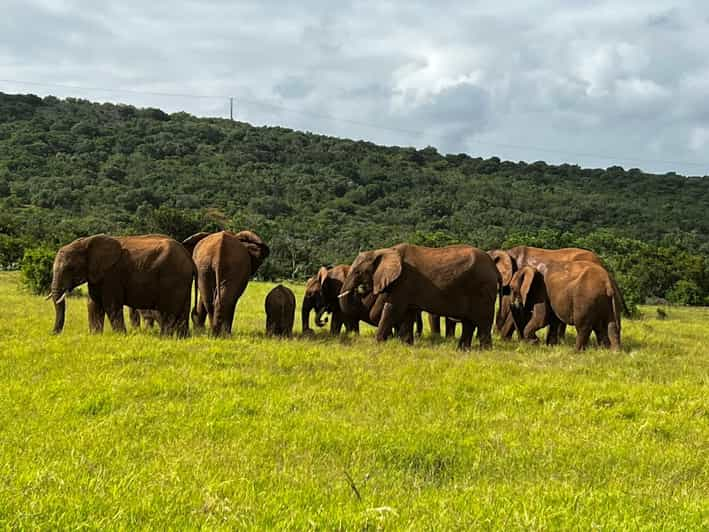 Port Elizabeth: Addo Elephant Park Shore Excursion & Safari - Wildlife and Biodiversity