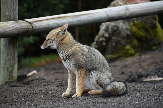 Premium Full Day Shared Tour Osorno Volcano and Petrohue Falls - Accessibility and Participation