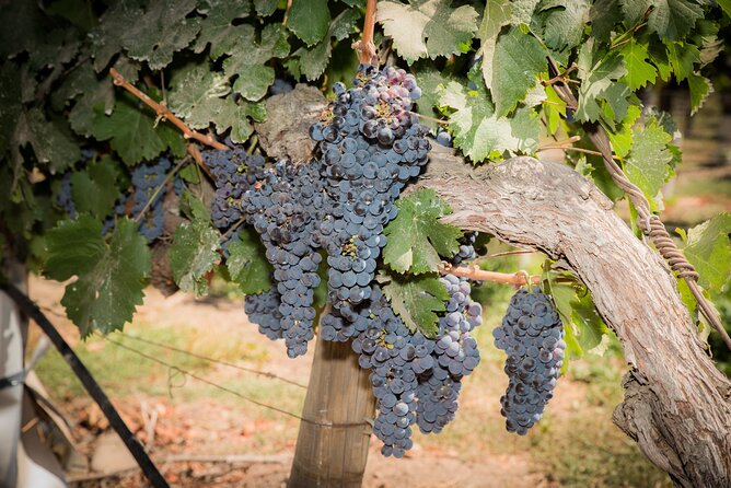 Premium Wine Tasting and Tour at Santa Rita + Private Transport - Cancellation and Reviews