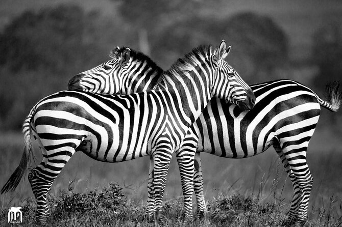 Private 1 Day Akagera Big Five Safari With Pick up and Lunch. - Included Amenities