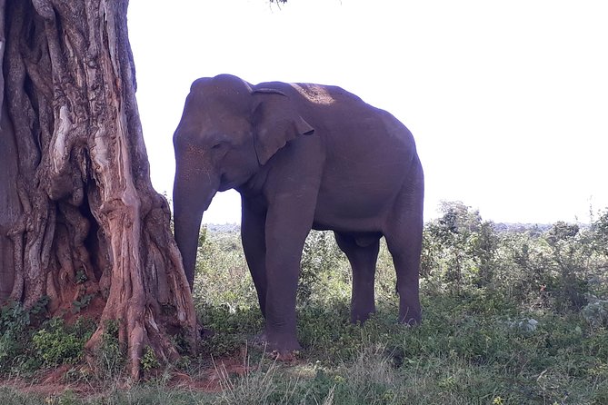 Private 2-Day Trip To Mirissa Beach And Yala From Colombo - Madu River Safari