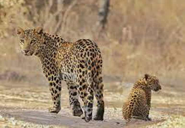 Private 2-Days Luxury Jaipur City Tour With Leopard Safari - Day 2: City Tour With Leopard Safari