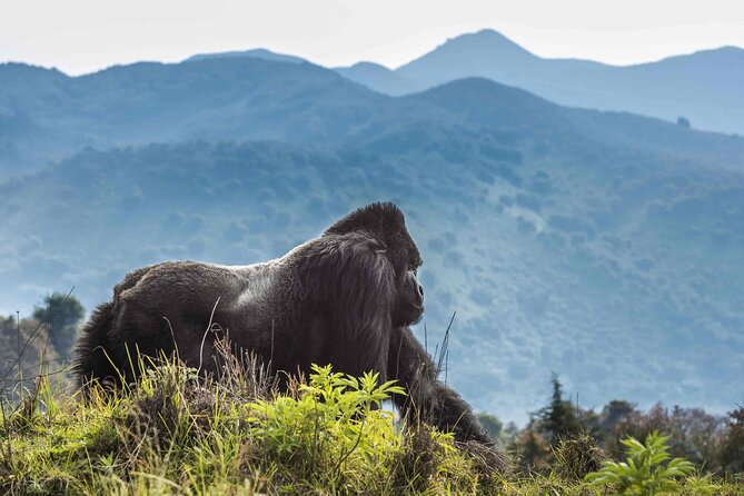 Private 3 Day Gorilla Trekking Safari in Uganda - Inclusions and Exclusions