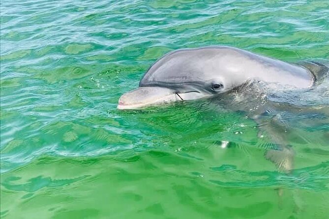 Private 3 Hour Powerboat Dolphin Cruise With Remote Beach Stop up to 6 Guests - Accessibility and Participation
