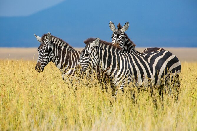 Private 5-Days Serengeti Trails With Kojuu Safaris - Pickup and Transportation