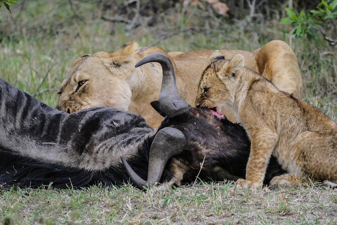 Private 7 Days Kenya Safari Amboseli, Naivasha, Nakuru, Mara - Traversing the Maasai Mara
