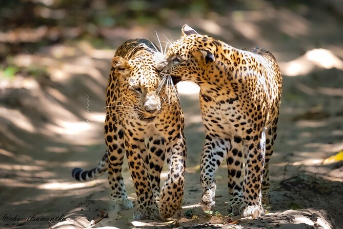 Private 8 Day Tour in Sri Lanka - Inclusions and Amenities