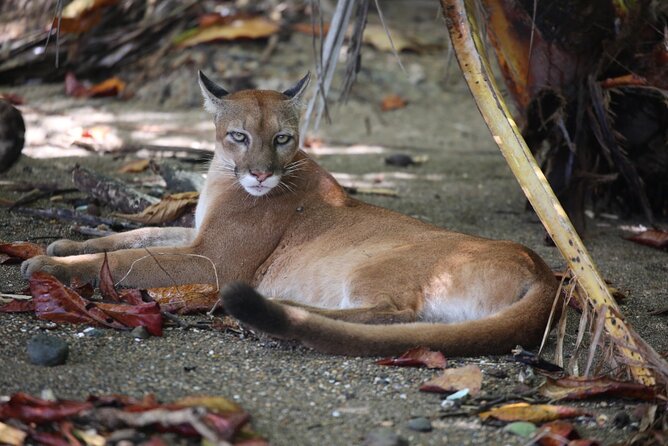 Private Adventure Tour in Corcovado National Park - Sustainable Ecotourism Practices