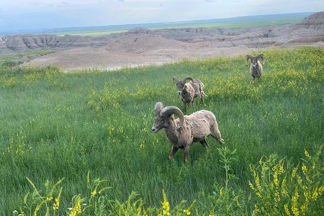 Private Badlands National Park Day Tour - Pickup and Transportation