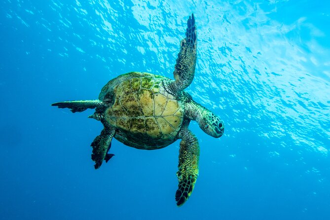 Private Big Island Snorkeling - Customer Feedback and Reviews