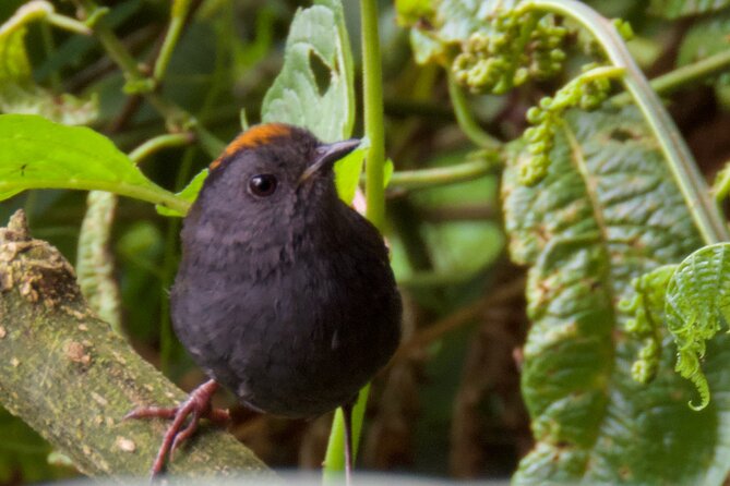 Private Bird Watching Experience in Coronado San José - Booking Information