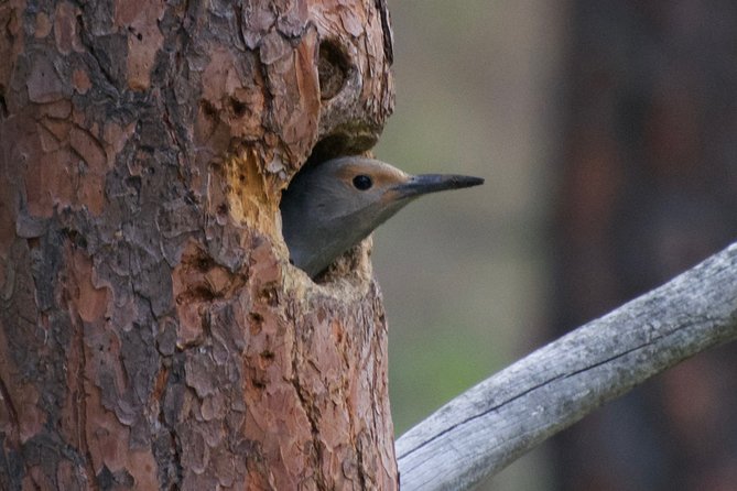 Private Birdwatching Activity in Penticton - Inclusions and Accessibility
