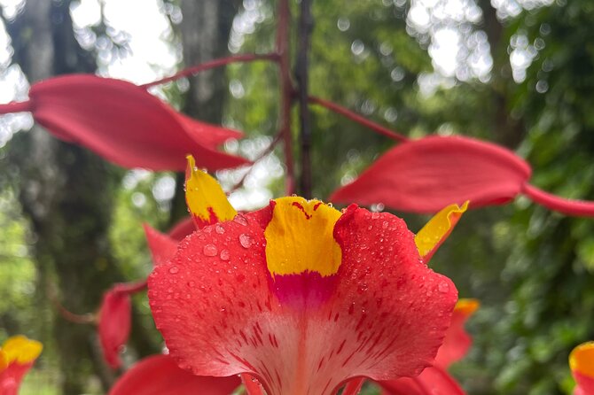 Private Botanical Garden Tour in Rio De Janeiro - Botanical Garden Highlights
